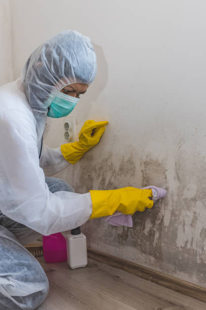Best Crawl Space Mold Remediation  in Jonesborough, TN