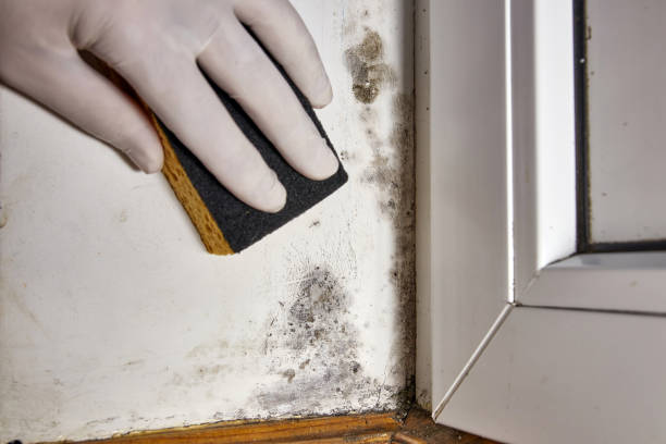 Best Emergency Mold Remediation  in Jonesborough, TN